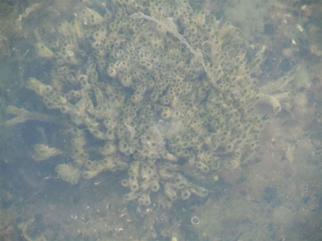 Da identificare (Codium sp. e Ciona intestinalis)